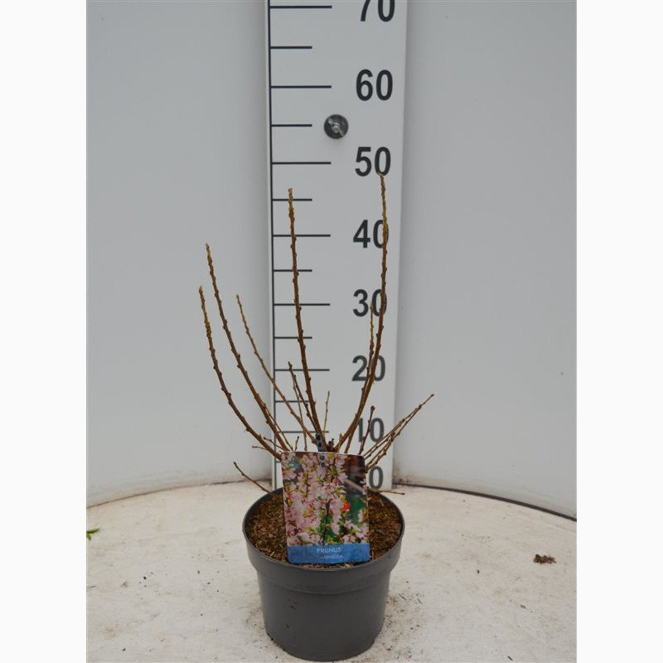 Tomentosa-körsbär – Prunus tomentosa - C3 40-50 CM